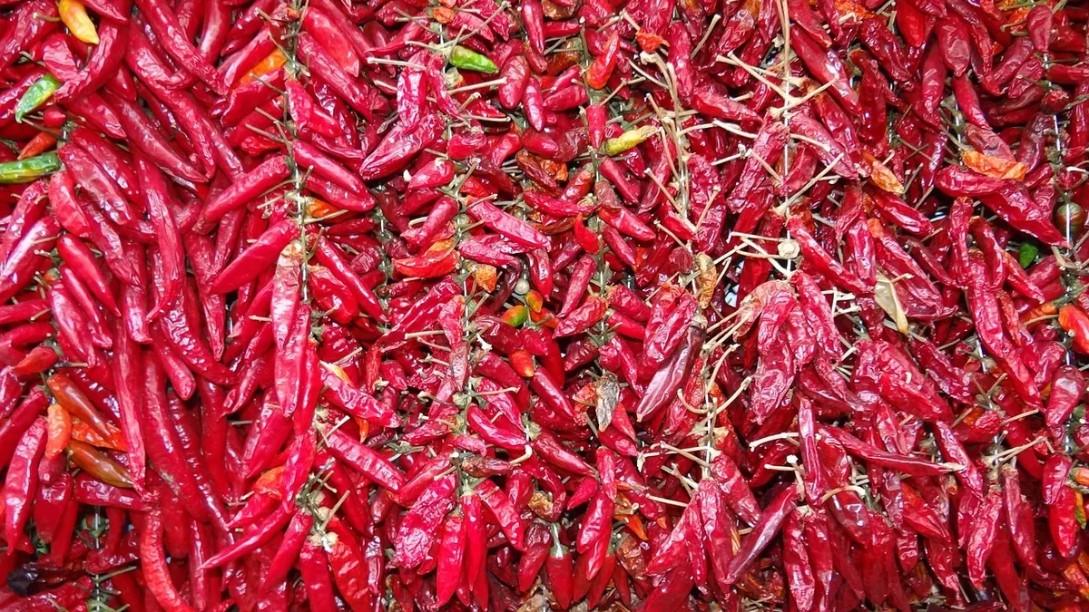 A large quantity of red chili peppers, likely dried or cured, hanging from strings or twine.