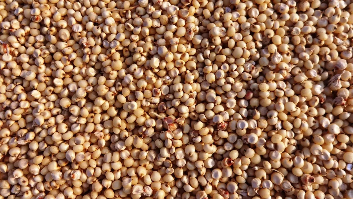 A large quantity of small, tan-colored grains or seeds that are scattered across the surface.