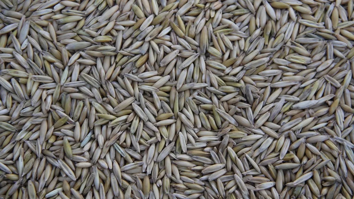 A close-up view of a large quantity of light brown rice grains.