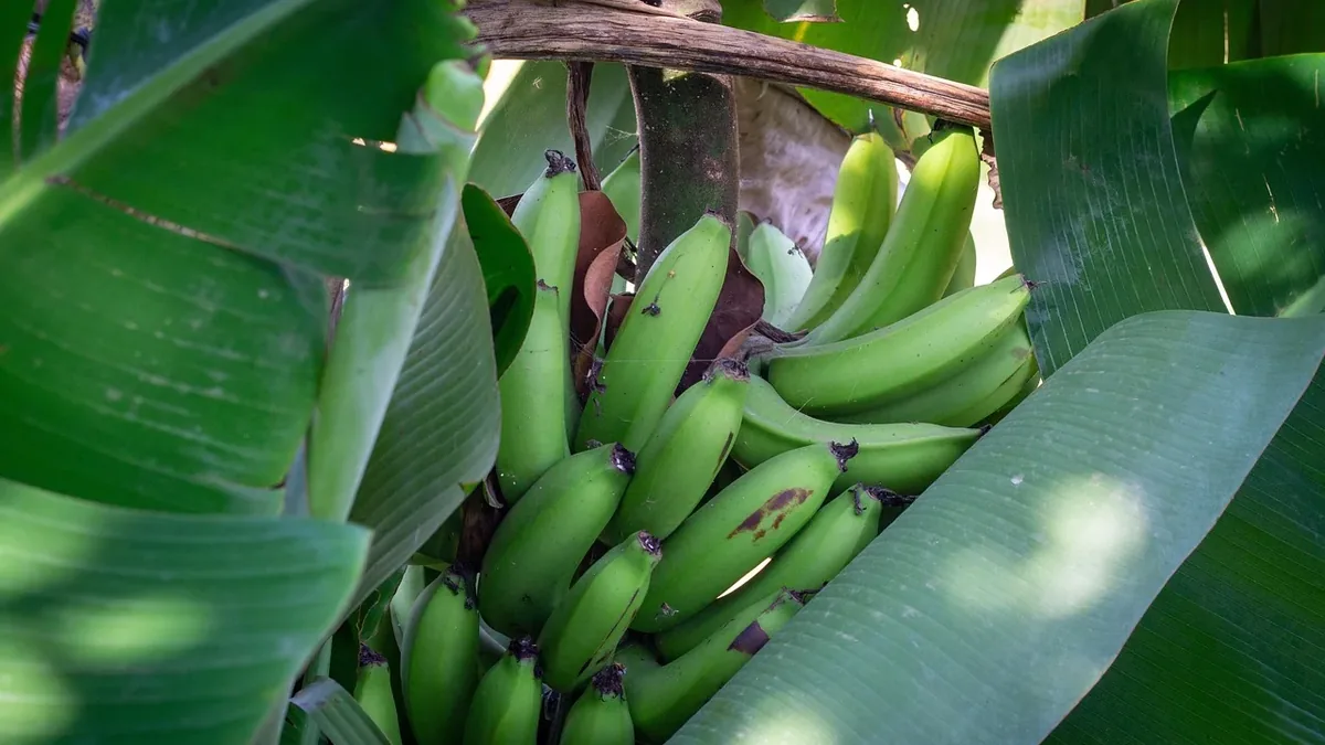 A cluster of green bananas growing on a tree, surrounded by large green leaves.