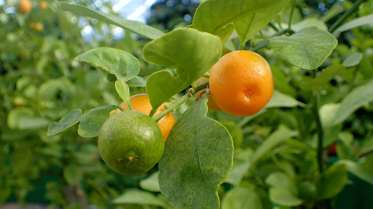 Yuzu, Calamansi And Regional Citrus